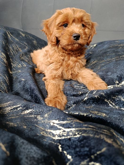 ***Suczka CAVAPOO ***
