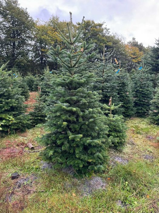 JODŁA KAUKASKA cięta choinki 200-250 cm duże ilości - transport