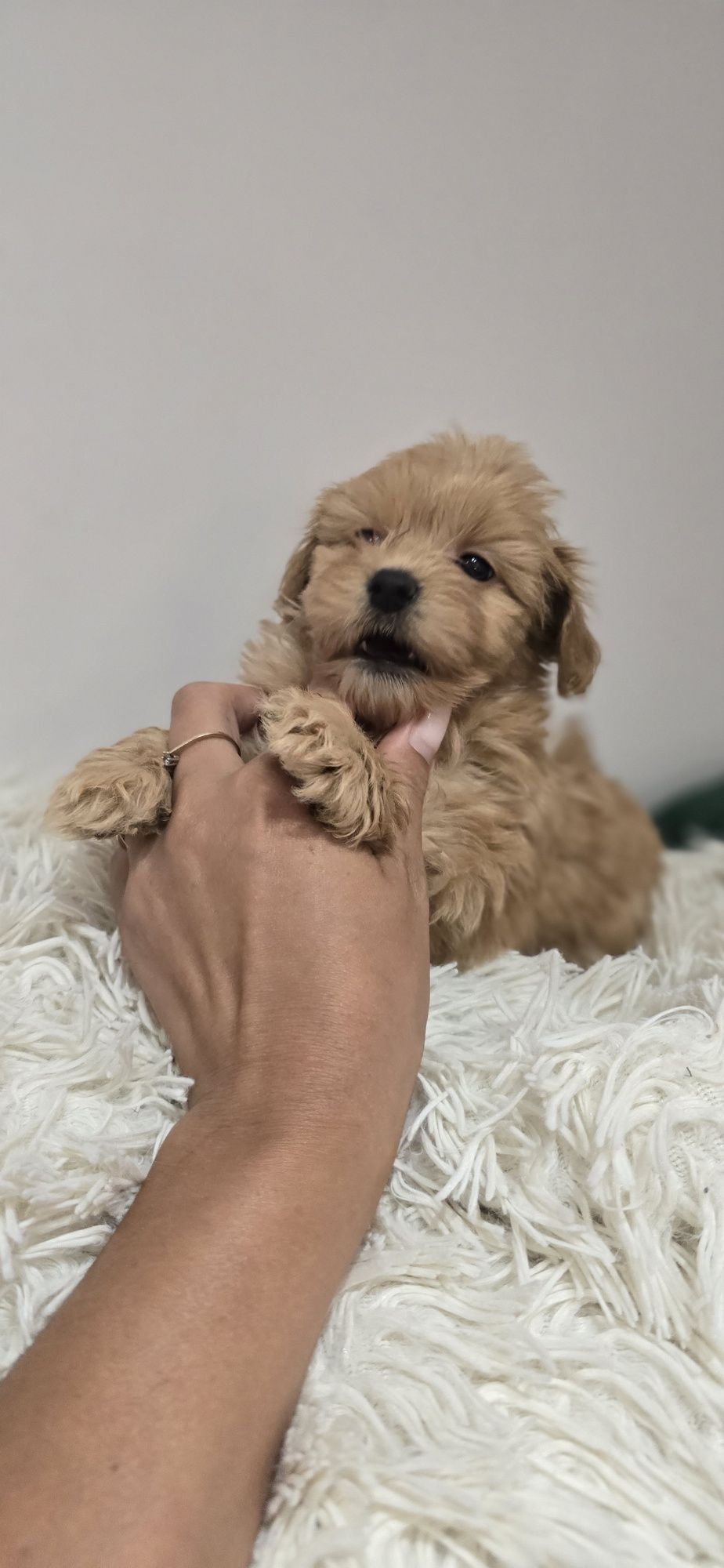 Maltipoo piesek red red-brown xxs