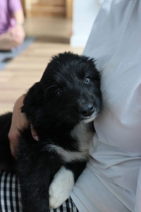 Border collie cudowny piesek przebadani rodzice do odbioru