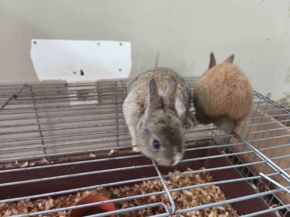 Coelhos mini anão holandês...