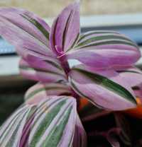 Tradescantia 'Mini Pink,