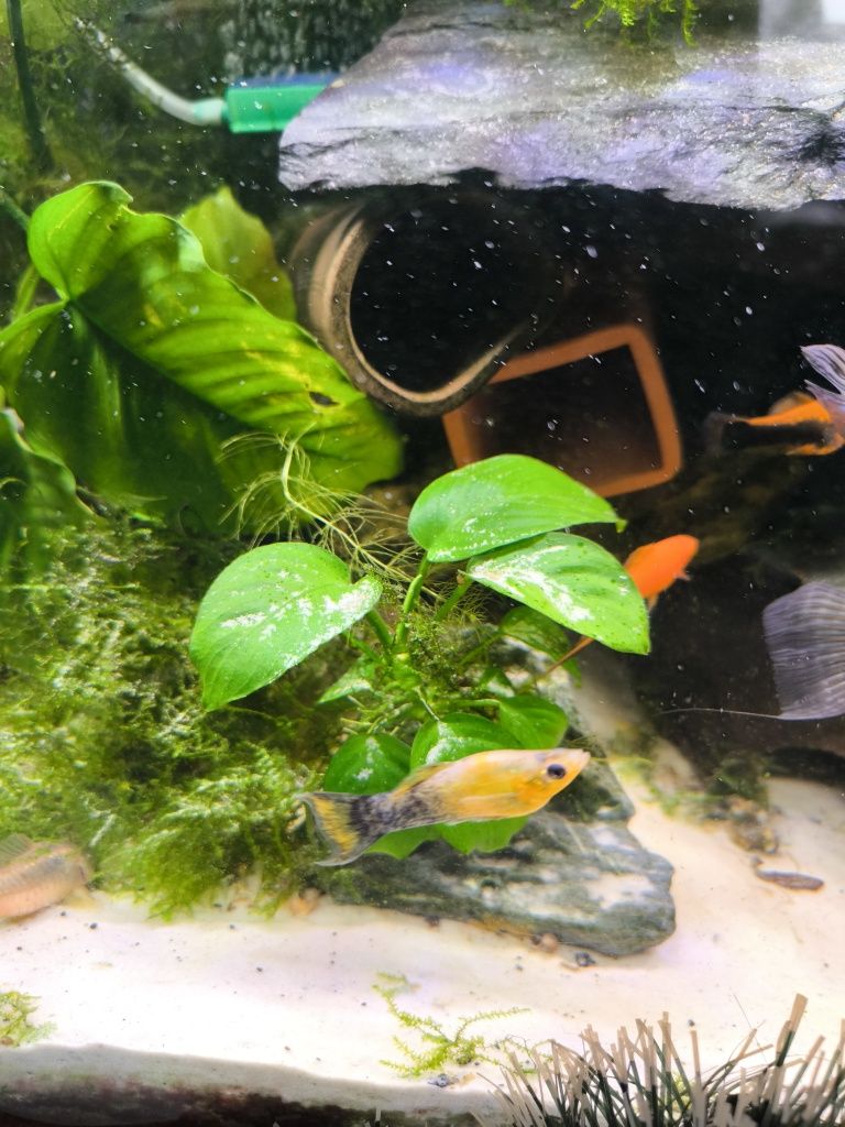 Anubias do akwarium