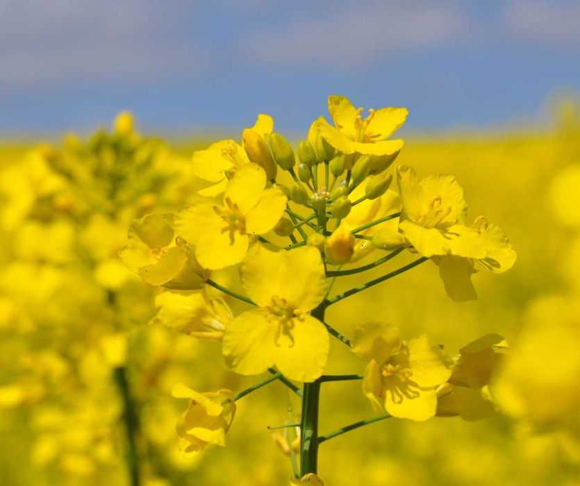 Saletrzak Salmag, Canwil, nawóz azotowy