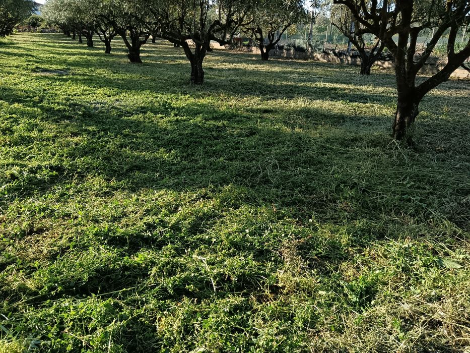 Limpeza de terreno,quintais, jardins com  roçadora