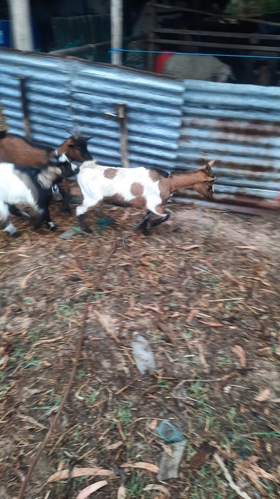 Tenho algumas cabras