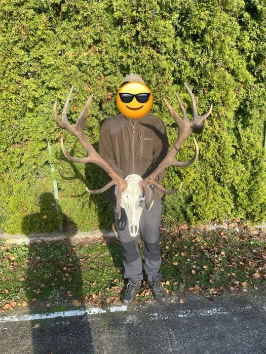 Trofeum wieniec jelenia 16-stak nieregularny poroże jeleń rogi nr 41