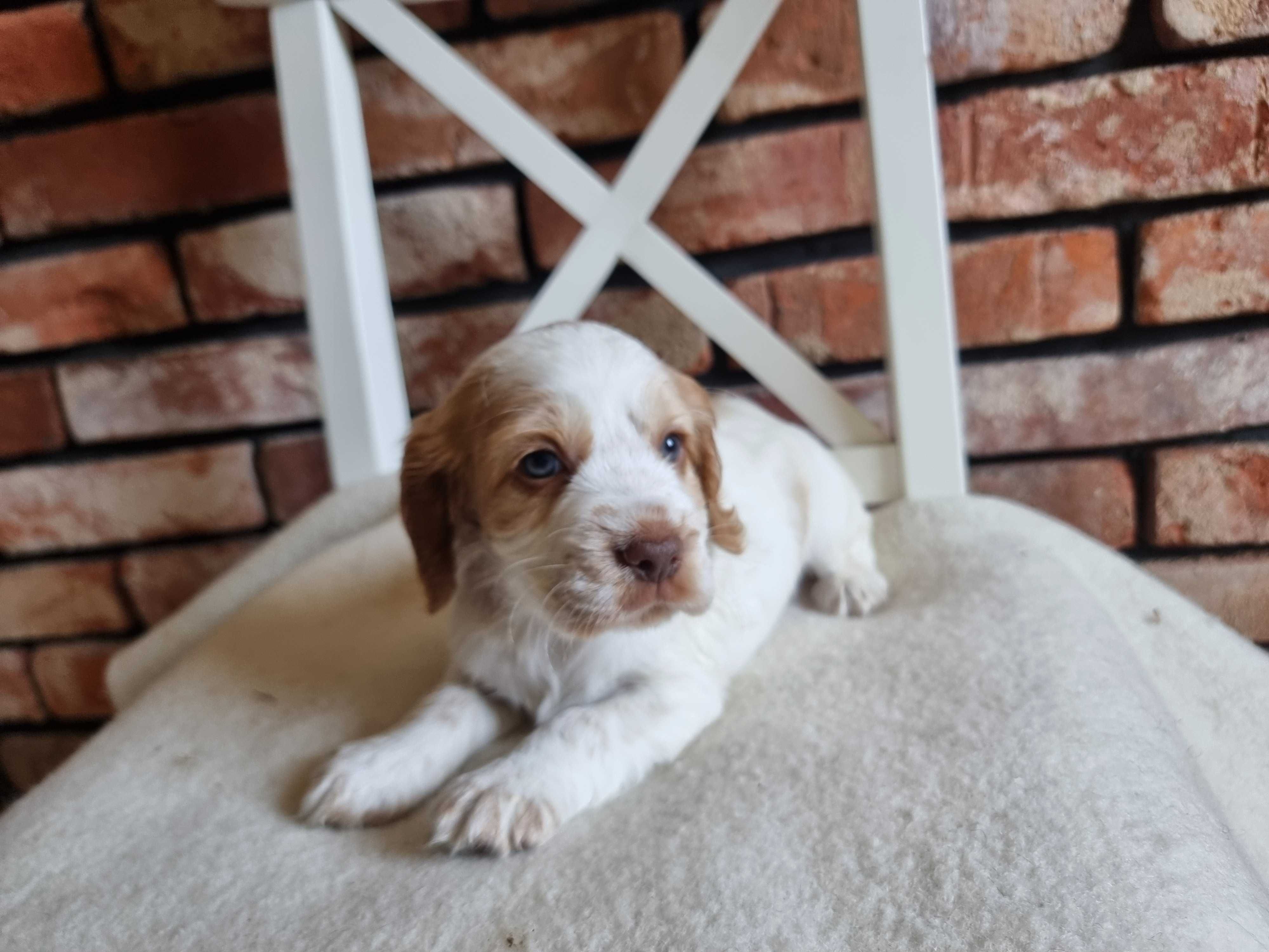 Cocker spaniel angielski śliczny szczeniaczek do odbioru