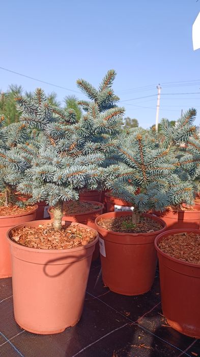 Ялина блакитна Біалобок