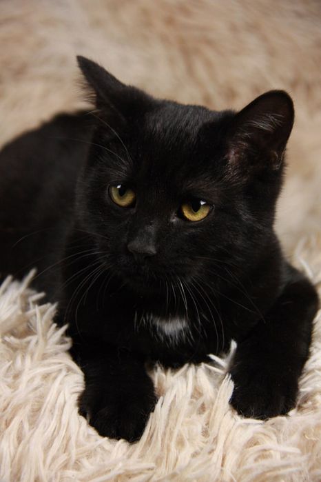 Кошеня Ремі, 5 міс