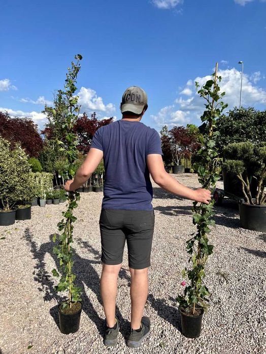 Hedera hibernica, Bluszcz irlandzki, wysokość 150-175cm