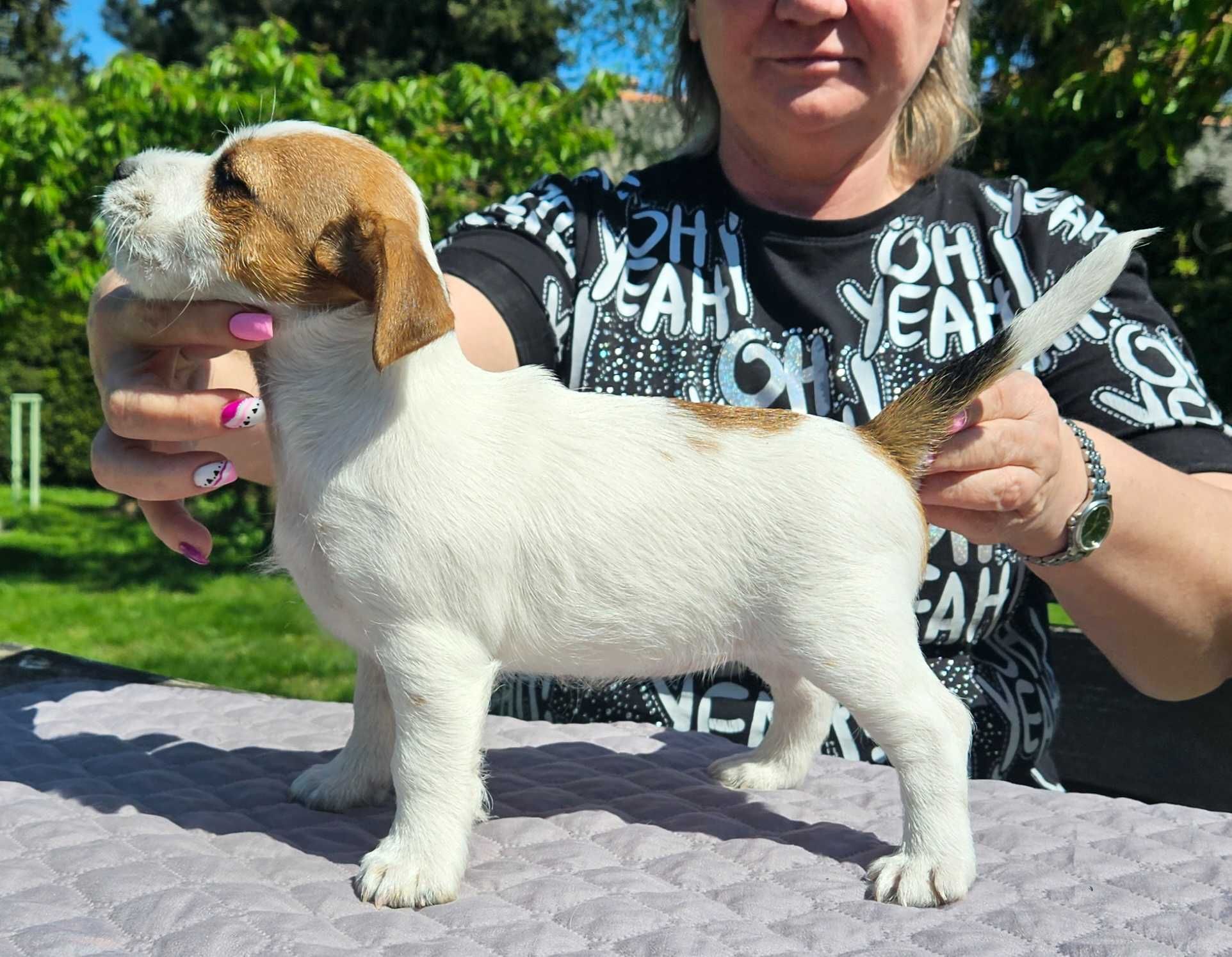 Jack Russell Terrier FCI ZKwP