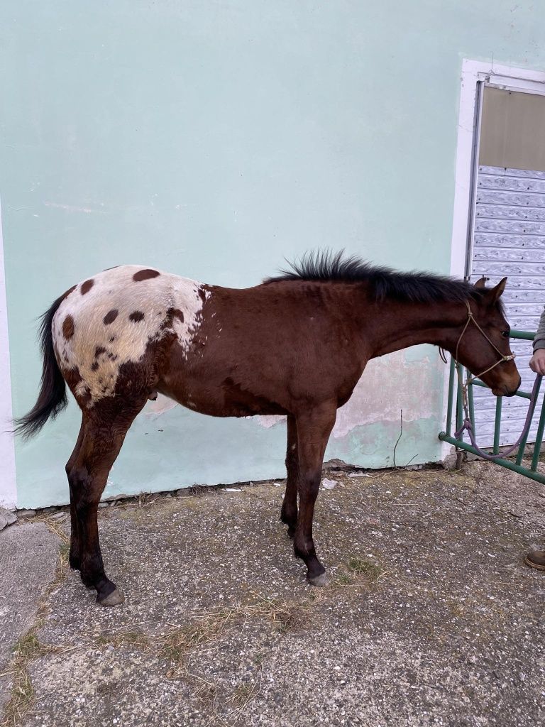 Ogierek Appaloosa