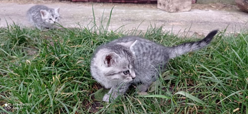 Kotki oddam oswojone