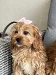 Cudowna suczka cavapoo gotowa do odbioru