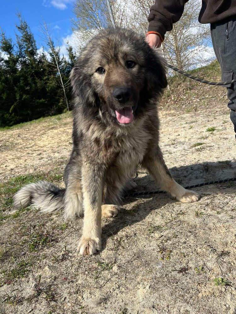 Mlody owczarek kaukaski do adopcjo!