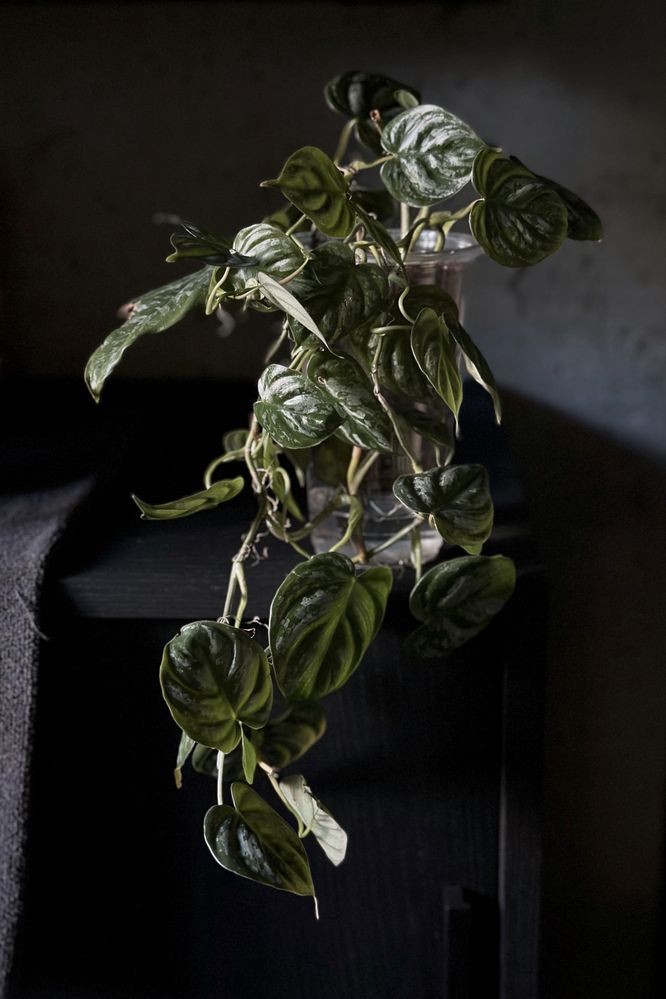 Philodendron brandtianum - drobnolistny Filodendron, srebrzysty splash