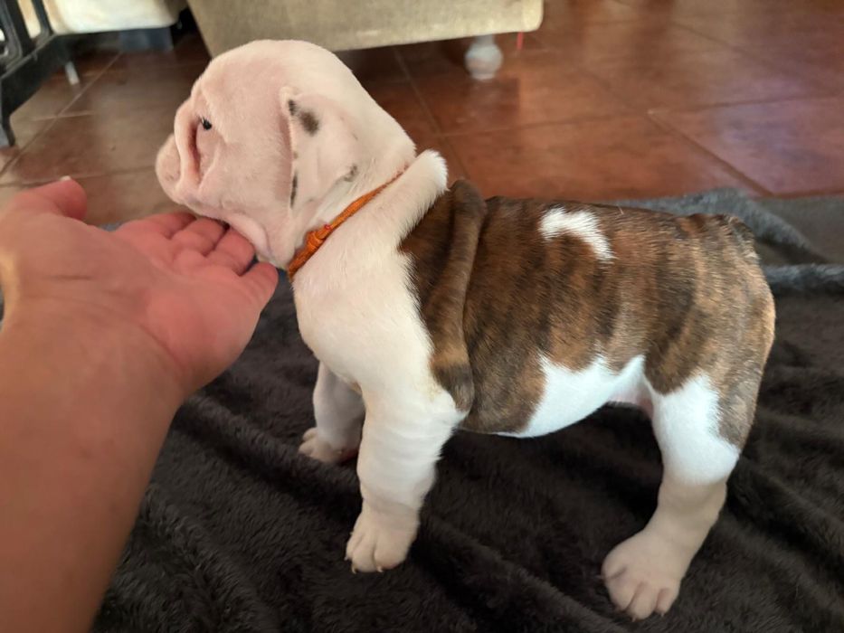 Femea Bulldog Ingles c/Lop