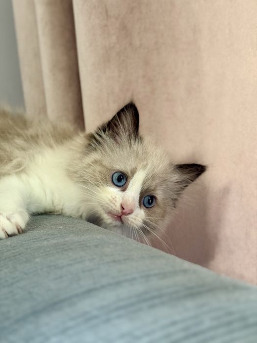FPL Kotka/kocur RAGDOLL seal bicolour
