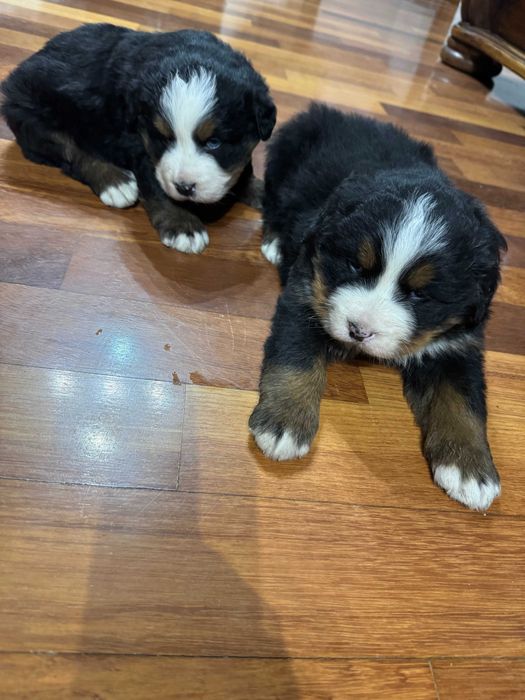 berneński pies pasterski