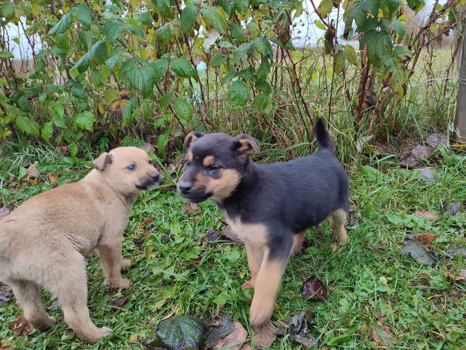 Oddam szczeniaki w dobre ręce