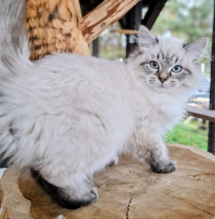 Słodziaki Neva Masquerade FPL