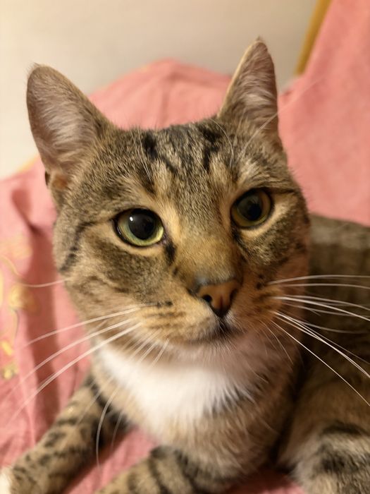 Pilne ‼️ Oddam kotki w dobre ręce