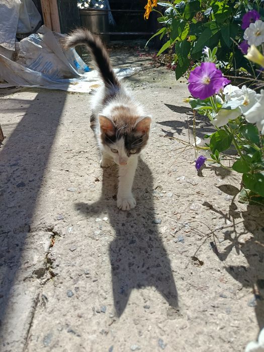 Кошеня Софіївська Борщагівка