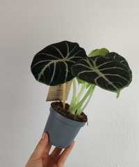 Alokazja Alocasia Ninja 20 cm