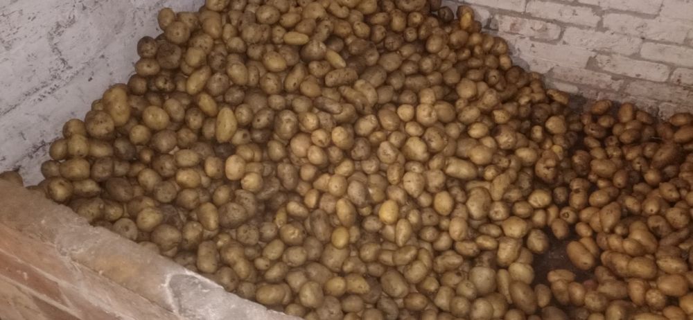 Продам картоплю велику.
