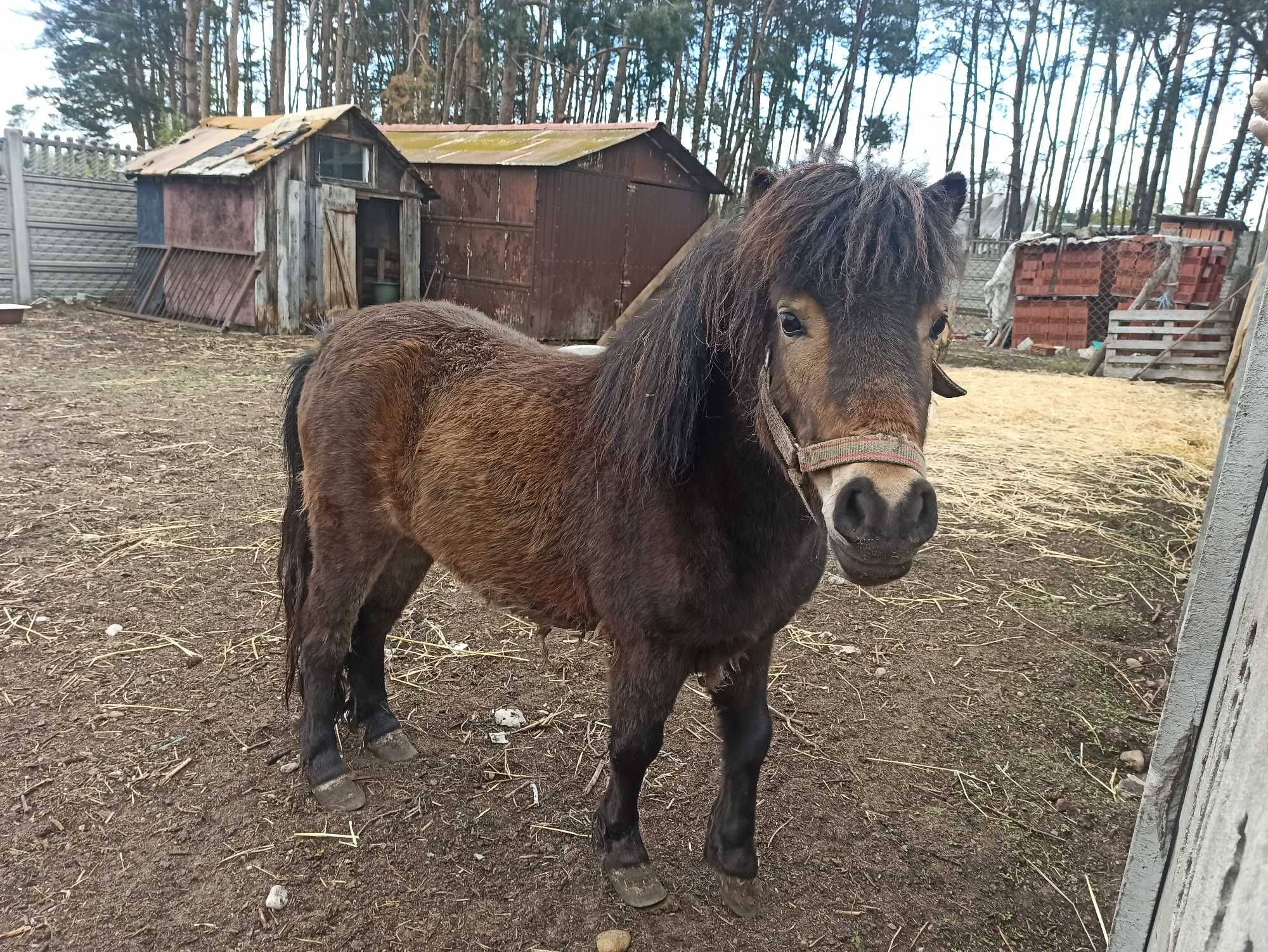 Kucyk - Klaczka - 2,5 Roku baśka Kuc