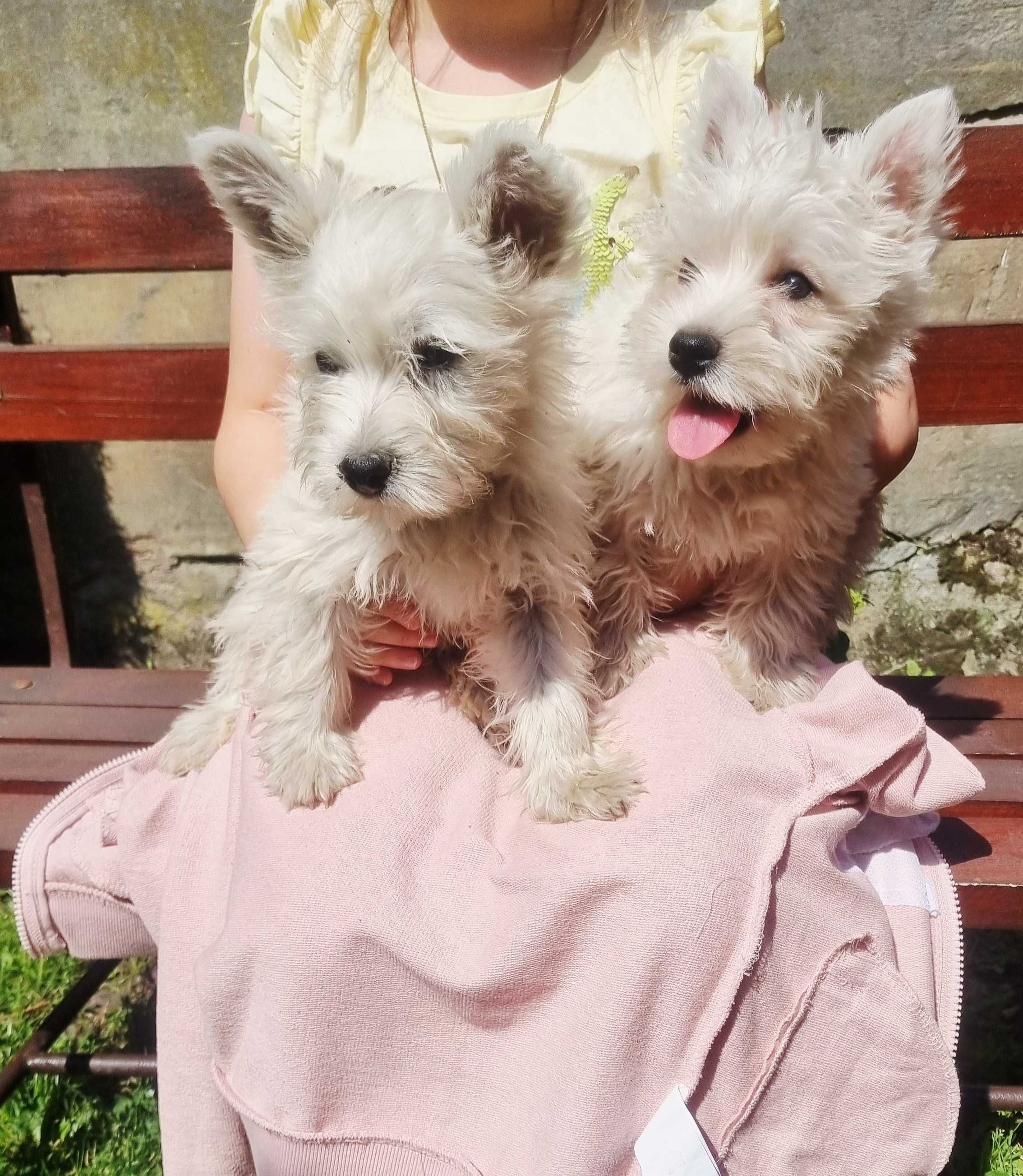 West Highland White Terrier piesek