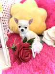 ***Śliczny piesek xxs 700 g Chihuahua**