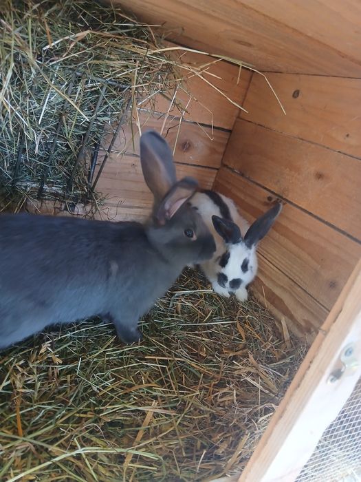 Króliki samce samice w różnym wieku