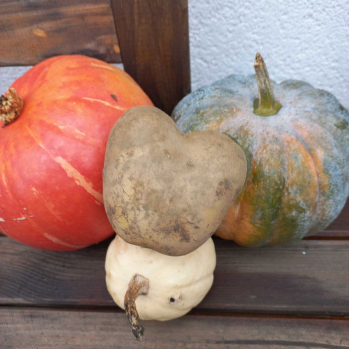 Ziemniaki typ B , odmiana Lili