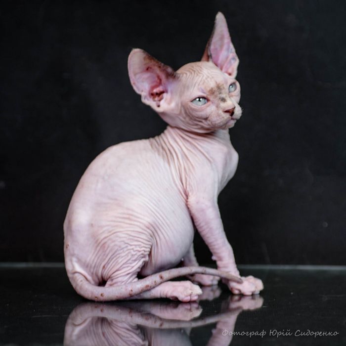 Эльф, сфинкс, канадский сфинкс, премиум бебифейс