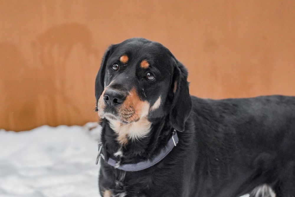 Jawor szuka doświadczonego domu! OTOZ Animals Schronisko Ciapkowo.