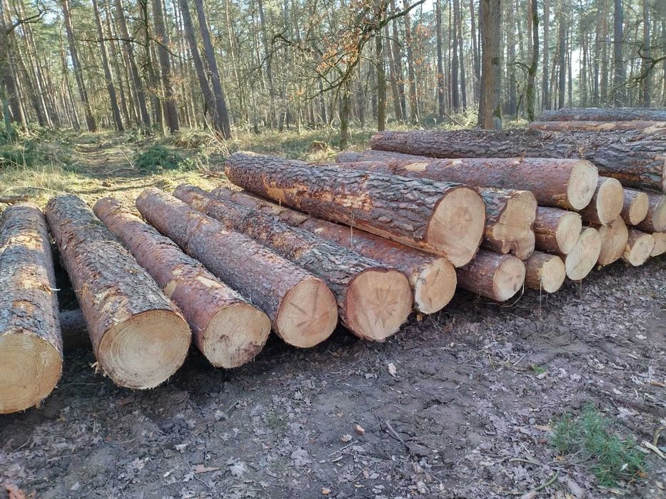 Drewno tartaczne  Sprzedaż drewna Tartacznego oraz paletowego