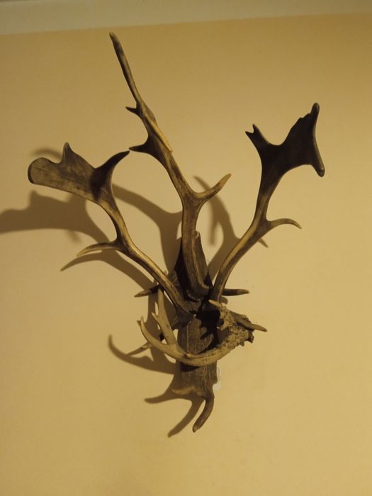 Rzeźba z rogów poroża rogi róg