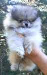 Chlopak Miś Szpic miniaturowy pomeranian