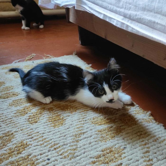 Котик в хороші руки