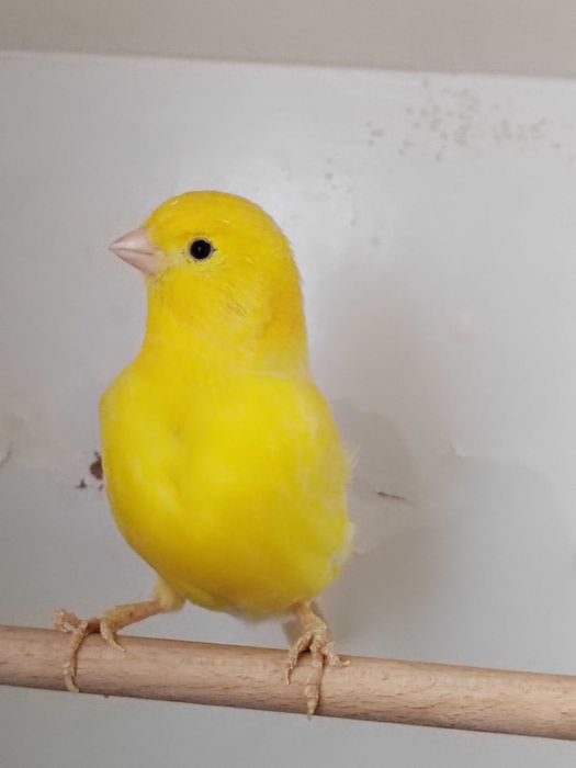 Kanarki sprzedam samice i samce