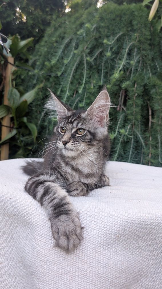 ZOJA kotka Maine Coon. Zapraszamy