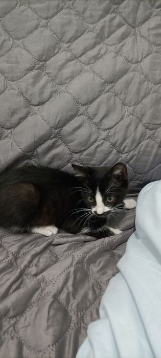 1 gatinho bebé  para adoção