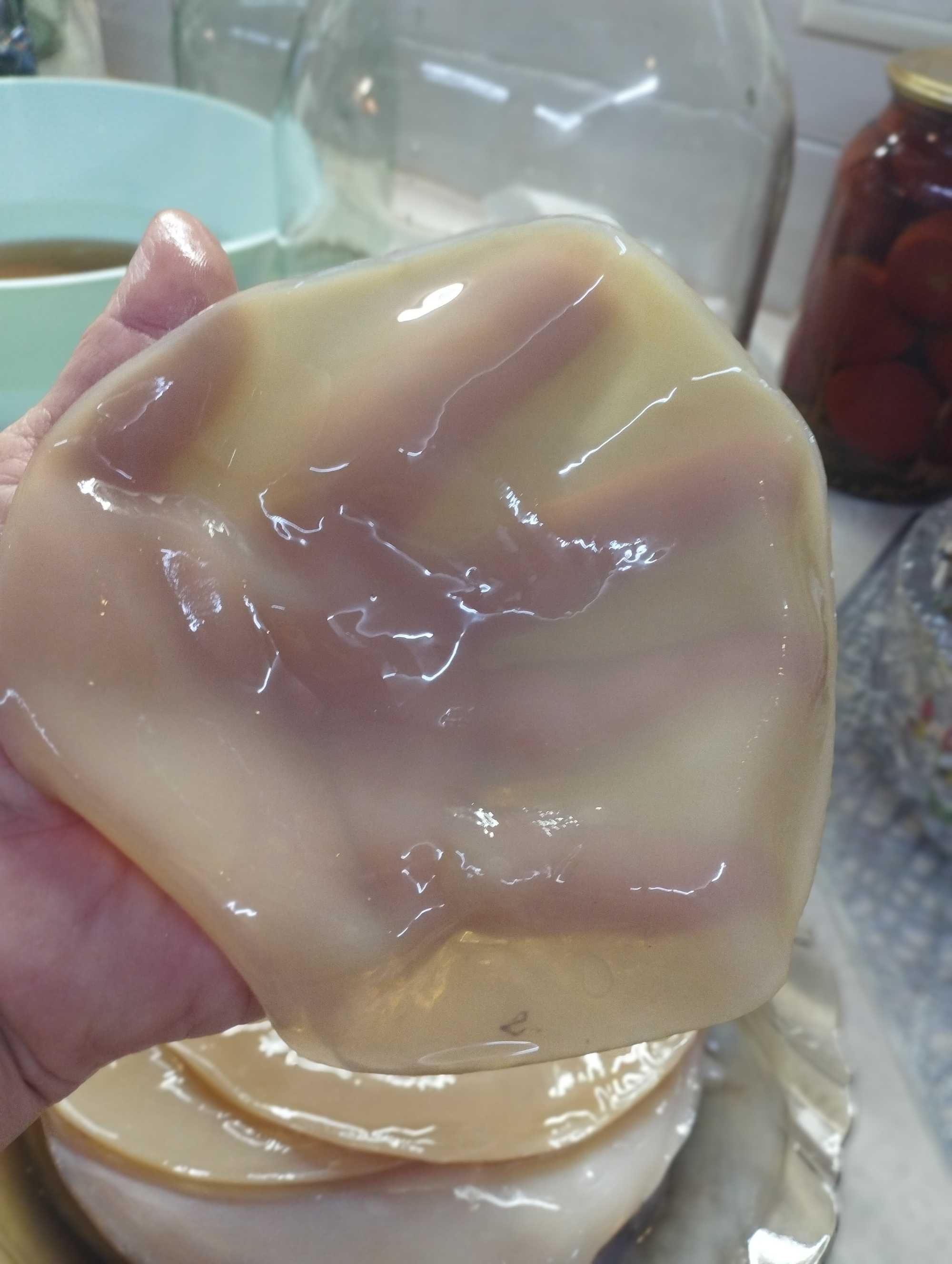 Чайний гриб , kombucha