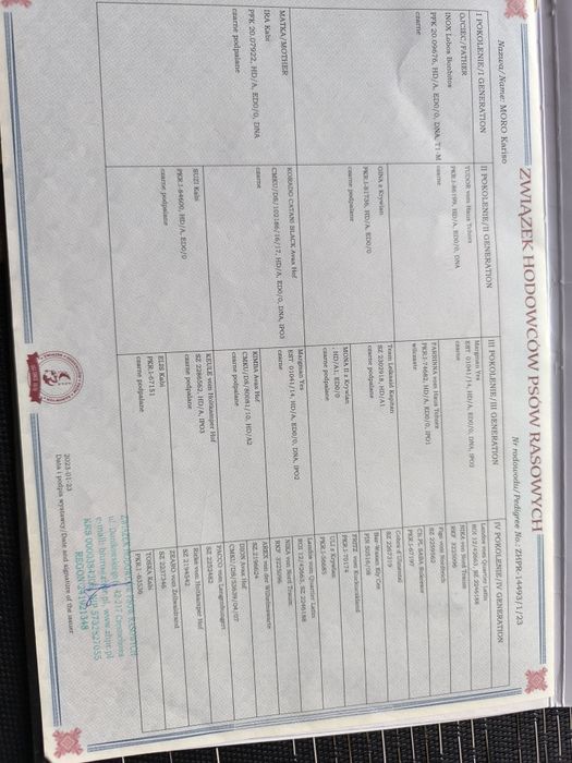 Długowłosy Pies-Uprawnienia Hodowlane!!