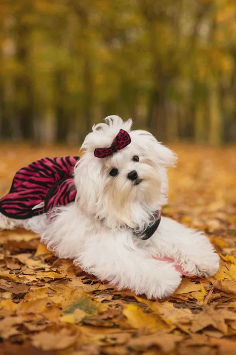 maltańczyk suczka koreańska  z rodowodem FCI