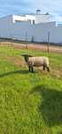 Vendo Malata suffolk