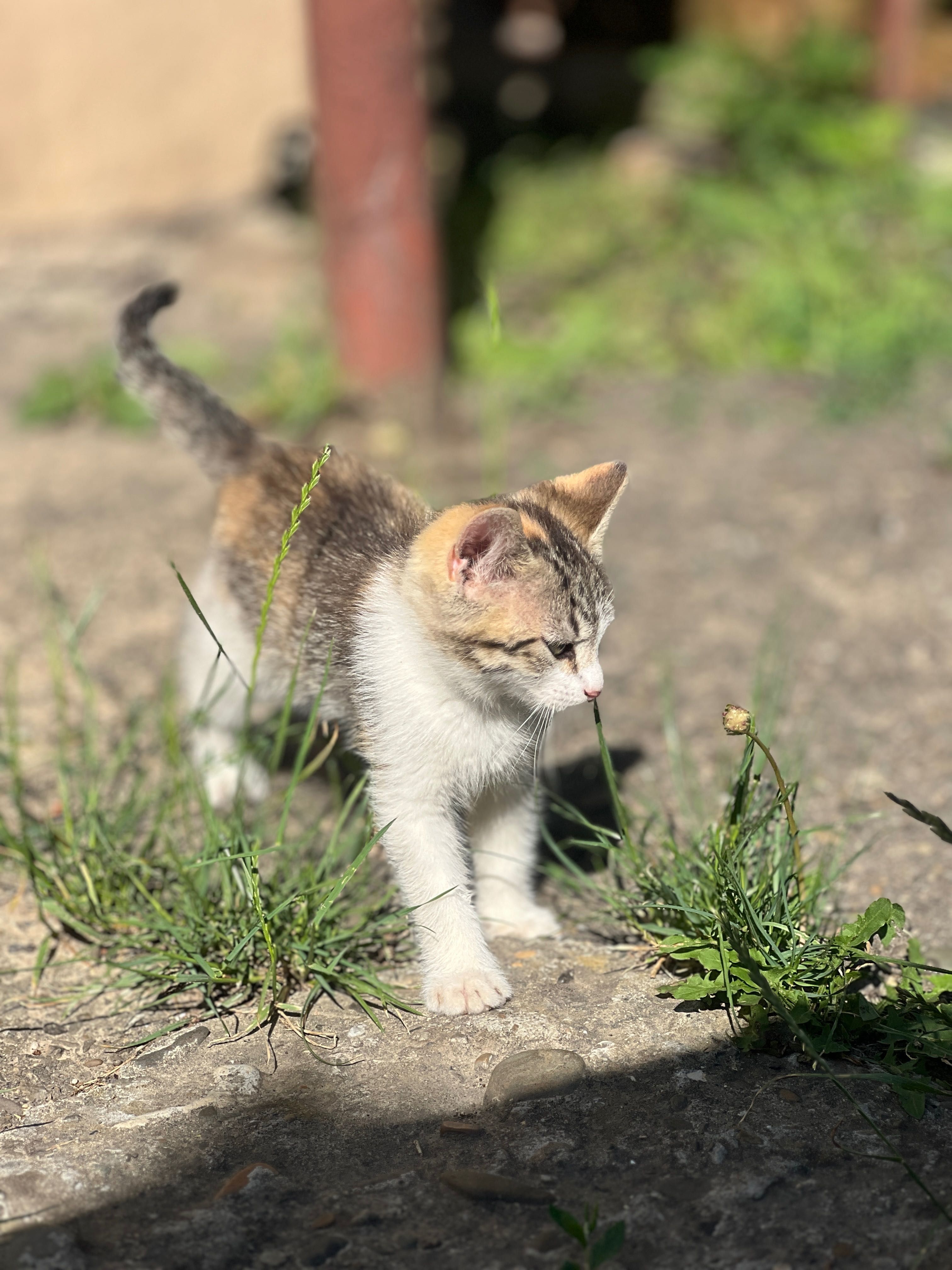 Котик дівчинка 2.5 місяців