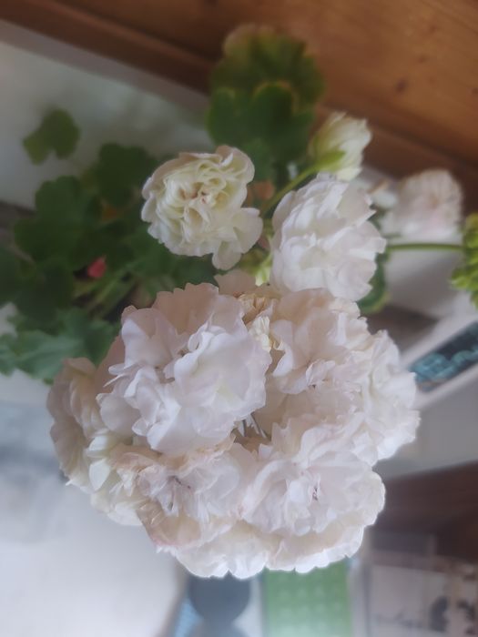 Пеларгонія зональна Уг Айгуль